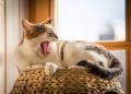 Unlocking the Secrets to Achieving Deep Sleep: Strategies for Restful Nights and Energized Days