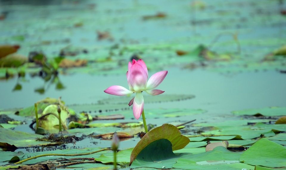 Unlocking Your Best Self: Expert Mental Wellness Tips for a Healthier Mind