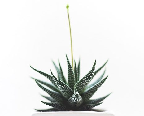 Mastering the Mind: A Comprehensive Guide to Mental Health Wellness