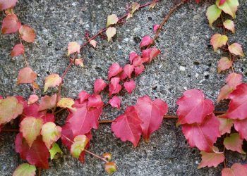 Embracing Self-Compassion: A Key to Thriving in Everyday Moments