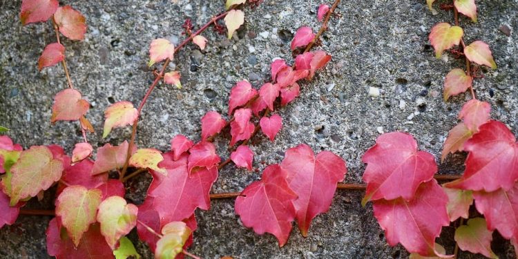 Embracing Self-Compassion: A Key to Thriving in Everyday Moments