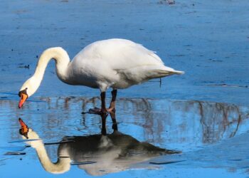 Embrace Your Inner Strength: Self-Compassion Exercises for Inner Peace and Resilience