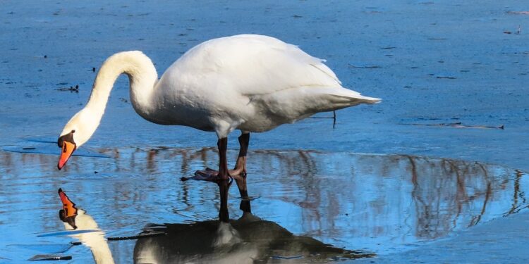 Embrace Your Inner Strength: Self-Compassion Exercises for Inner Peace and Resilience