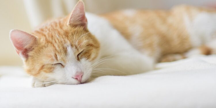 Unlock Serene Dreams: The Power of Guided Sleep Meditation