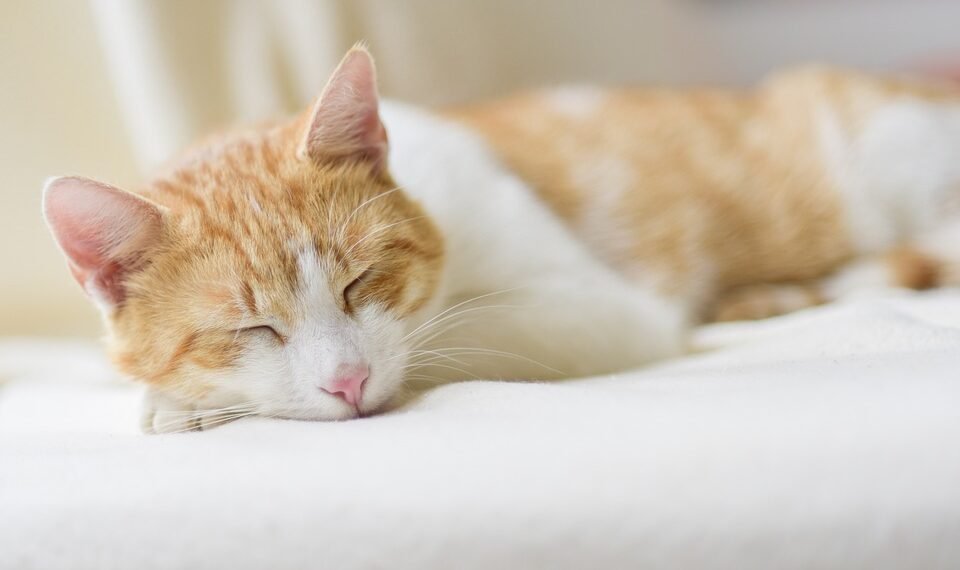 Unlock Serene Dreams: The Power of Guided Sleep Meditation