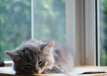 Dreamscape: Harnessing the Power of Visualization for Deeper Sleep