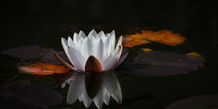 Unlocking Inner Peace: The Power of Transcendental Meditation