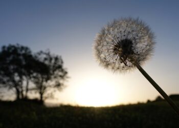 Mastering the Present: The Transformative Power of Daily Mindfulness Practice