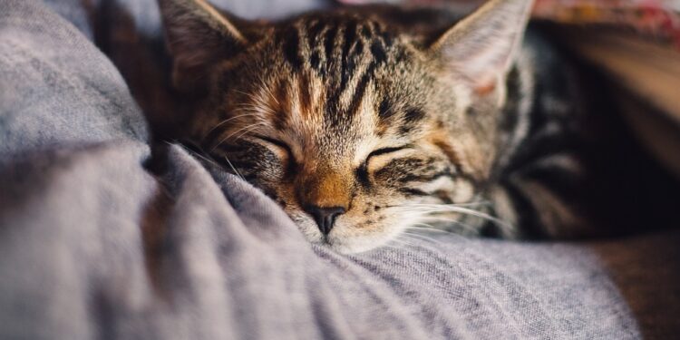 Mastering the Art of Sleep: Essential Hygiene Tips for a Restful Night