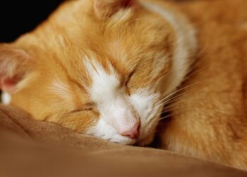 Find Your Zen: The Ultimate Guide to Relaxation Exercises