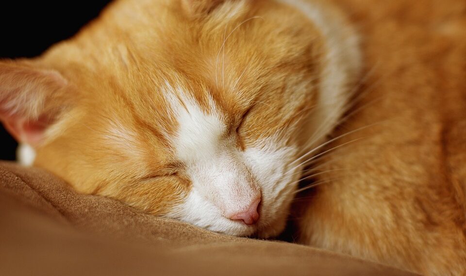 Find Your Zen: The Ultimate Guide to Relaxation Exercises