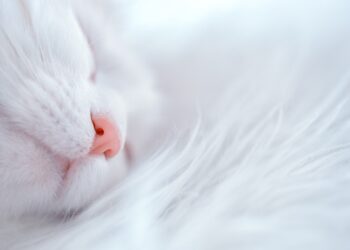 Unlocking Your Best Self: The Power of Sleep Cycle Optimization