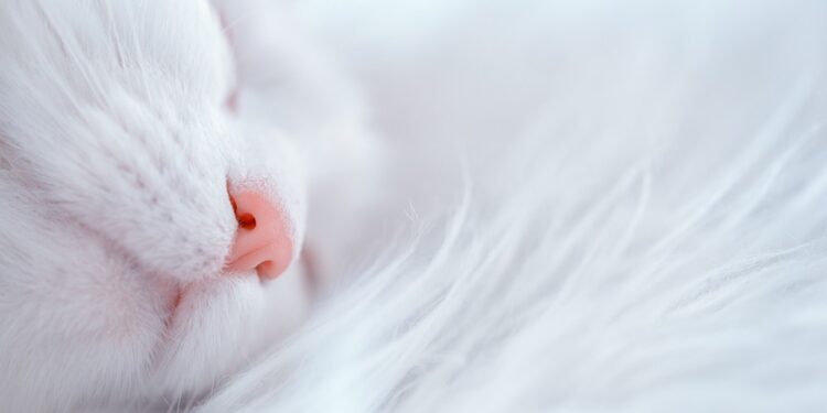 Unlocking Your Best Self: The Power of Sleep Cycle Optimization