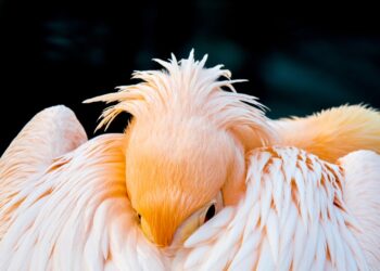 Unlocking the Power of Nature: The Best Natural Sleep Aids for Restful Nights