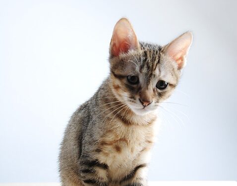 Mastering the Art of Stress Management: Thriving in the Workplace