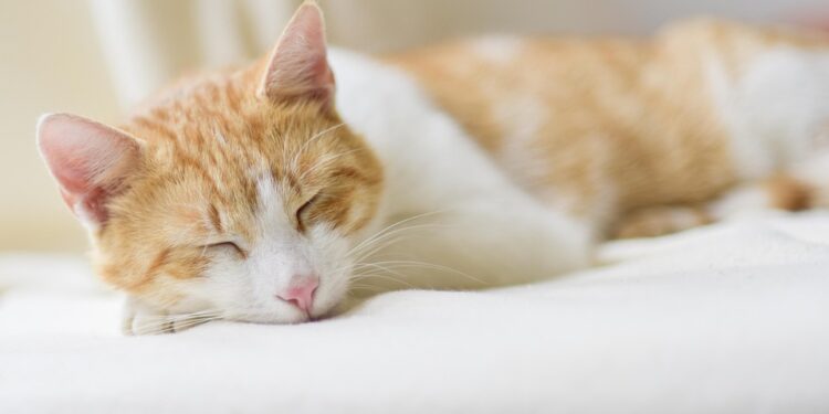 Unwind Your Mind: The Power of Body Scan Relaxation