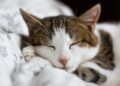 Sleep Soundly: The Power of Natural Sleep Aids