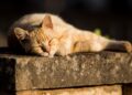 Mastering the Art of Deep Sleep: Strategies for Achieving Quality Rest