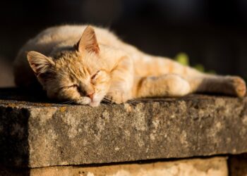 Mastering the Art of Deep Sleep: Strategies for Achieving Quality Rest