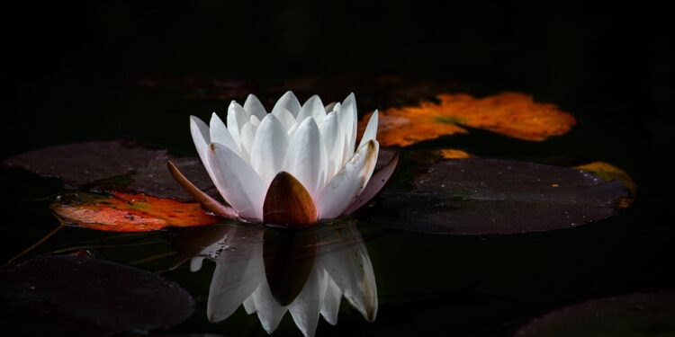 Achieve Clarity and Calm: The Power of Focused Attention Meditation