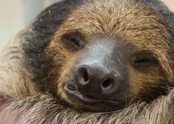 Unlock Your Best Sleep: The Ultimate Guide to Optimizing Your Sleep Cycle