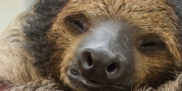 Unlock Your Best Sleep: The Ultimate Guide to Optimizing Your Sleep Cycle