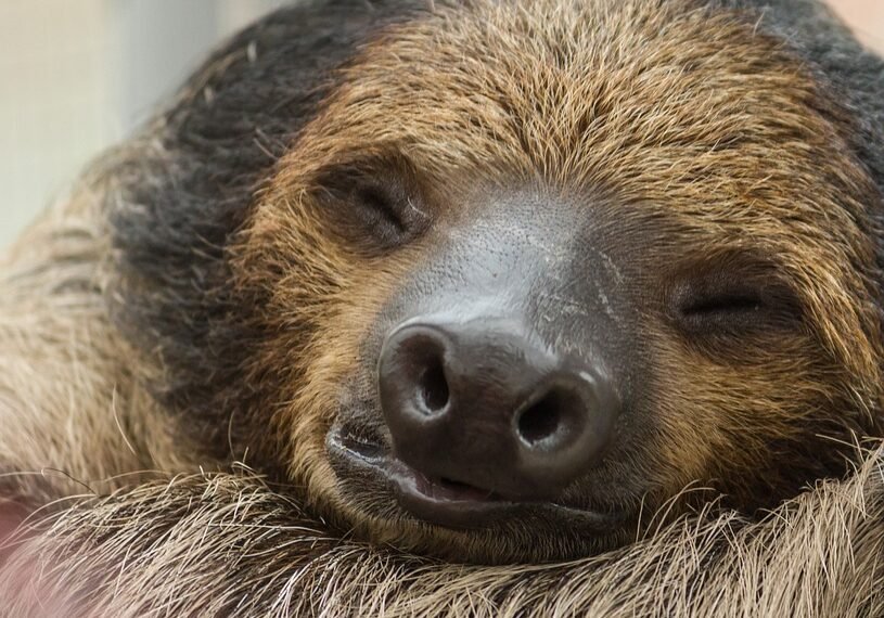 Unlock Your Best Sleep: The Ultimate Guide to Optimizing Your Sleep Cycle