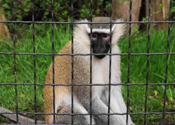 Finding Peace: Strategies for Emotional Stress Relief