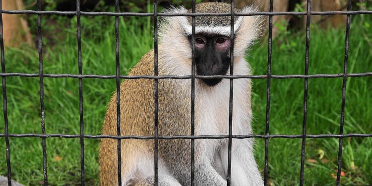 Finding Peace: Strategies for Emotional Stress Relief