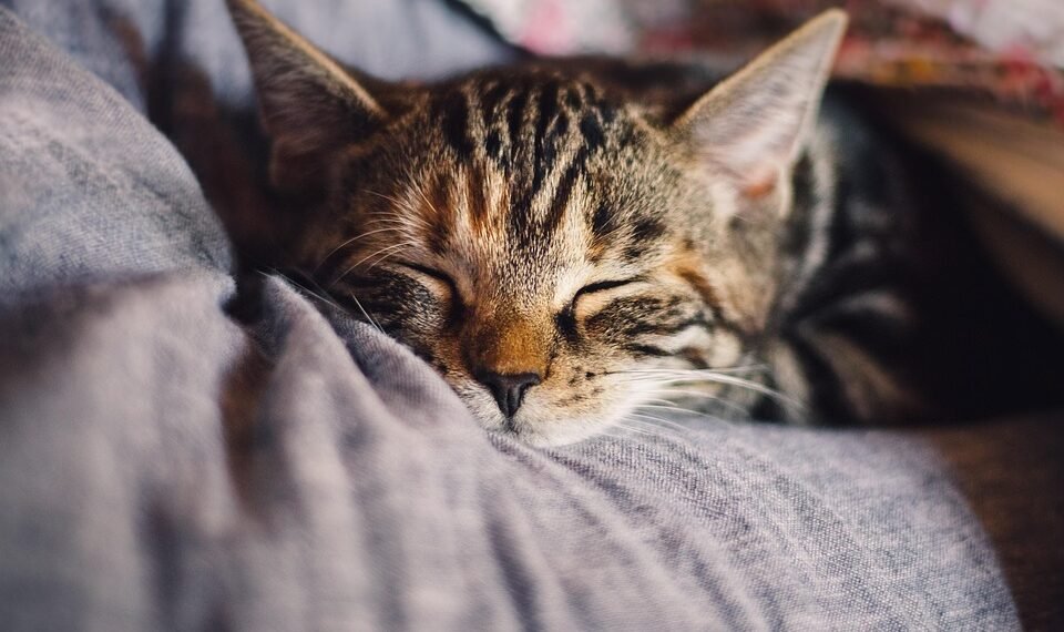 Unlock Your Best Sleep: Mastering the Art of Sleep Cycle Optimization