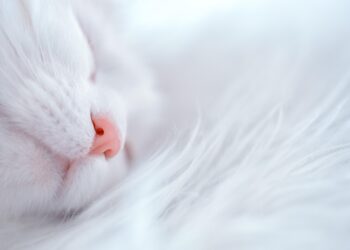 Transform Your Nights: 5 Relaxing Bedtime Rituals to Unwind and Recharge