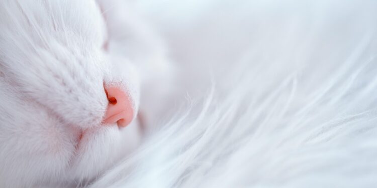 Transform Your Nights: 5 Relaxing Bedtime Rituals to Unwind and Recharge