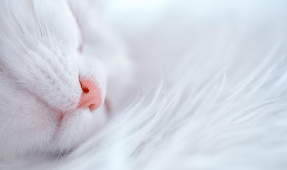 Transform Your Nights: 5 Relaxing Bedtime Rituals to Unwind and Recharge