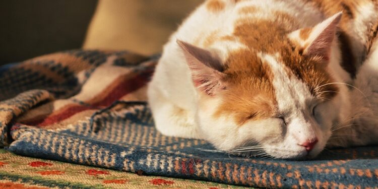 Mastering the Art of Evening Wind-Down: The Key to Restful Nights and Productive Mornings