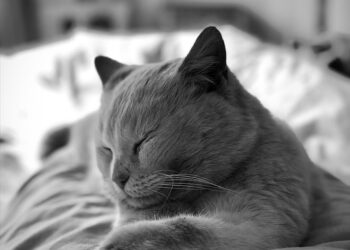 Silencing the Chaos: The Healing Power of White Noise Therapy