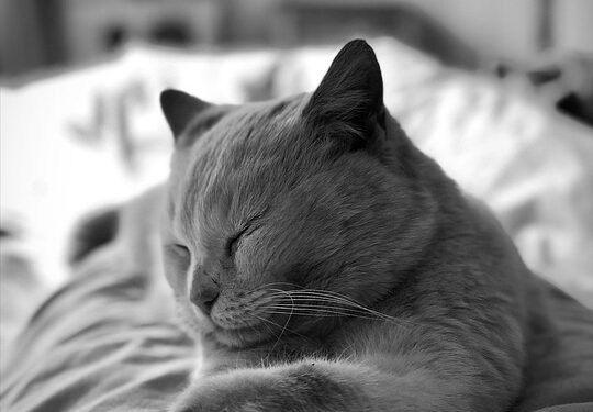 Silencing the Chaos: The Healing Power of White Noise Therapy