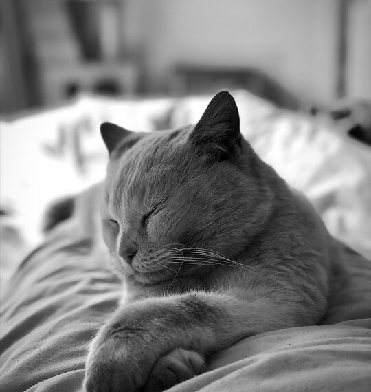 Silencing the Chaos: The Healing Power of White Noise Therapy