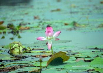 Unlocking the Mind: A Journey to Understanding Mental Health