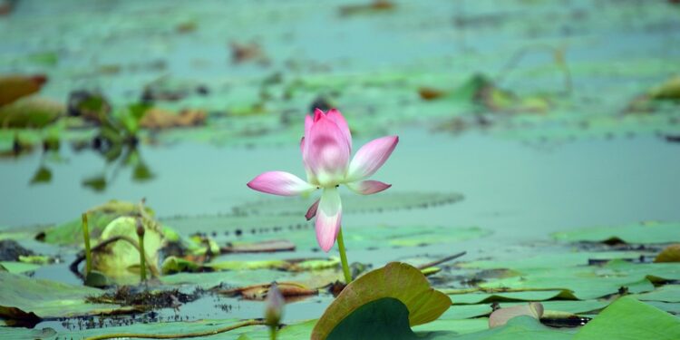 Unlocking the Mind: A Journey to Understanding Mental Health