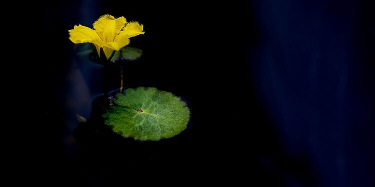 Finding Peace Within: Exploring the Art of Zen Meditation