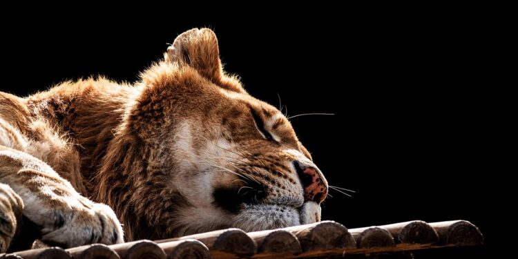 Unwind and Unleash: Powerful Stress Relief Techniques for a Calm and Clear Mind