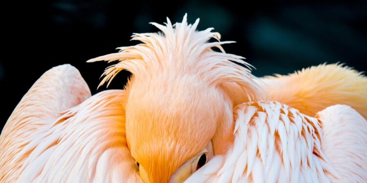 Mastering the Art of Sleep Hygiene: Essential Tips for a Restful Night’s Sleep