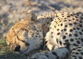 Unlocking Peace: The Ultimate Guide to Stress Relief Techniques