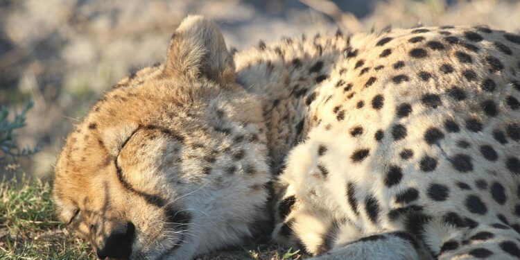 Unlocking Peace: The Ultimate Guide to Stress Relief Techniques