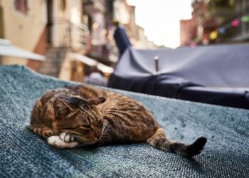 Unlocking the Secrets of Sleep: Mastering Your Sleep Cycle for Optimal Health and Performance