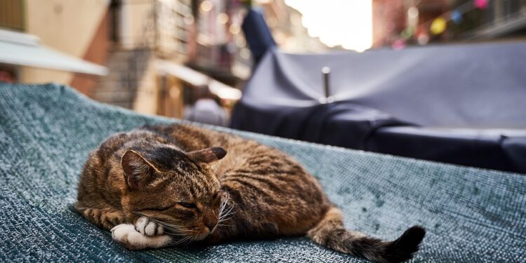 Unlocking the Secrets of Sleep: Mastering Your Sleep Cycle for Optimal Health and Performance