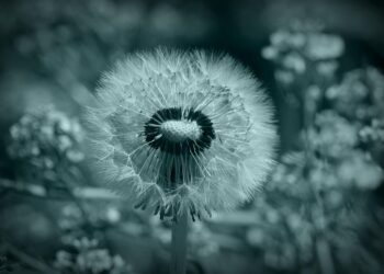 Mastering Mindfulness: Essential Tips for Living Fully in the Present