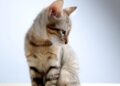 Mastering the Art of Workplace Zen: Strategies for Managing Stress and Thriving in the Office