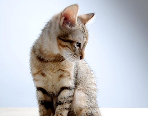 Mastering the Art of Workplace Zen: Strategies for Managing Stress and Thriving in the Office