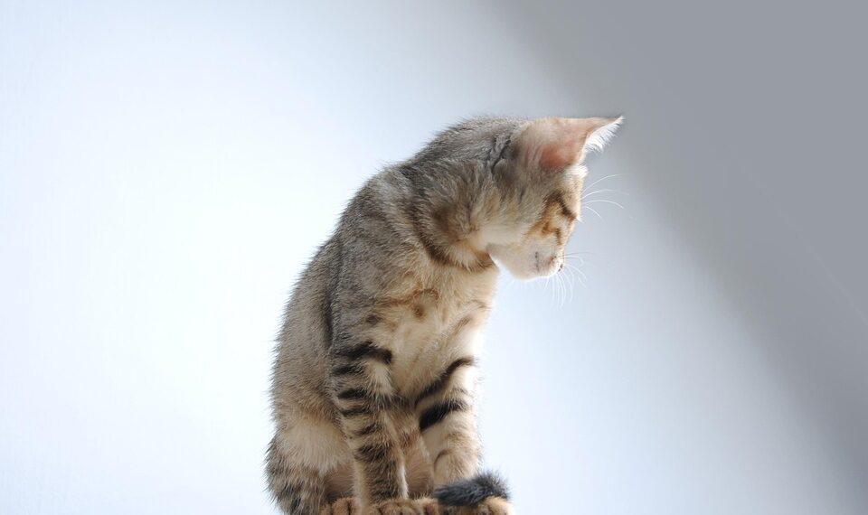 Unwind and Unplug: Effective Tension Relief Techniques for a Stress-Free Life